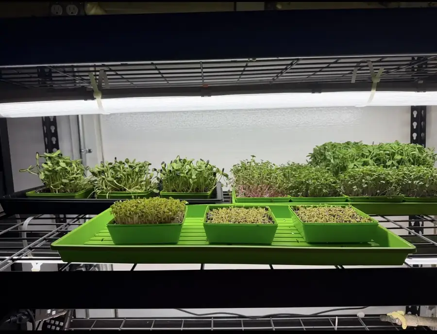 Living microgreen trays growing under lights in our Oldsmar farm