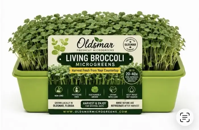 A living broccoli microgreens tray from our Oldsmar, Florida farm