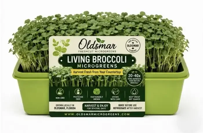 Living Broccoli Microgreens