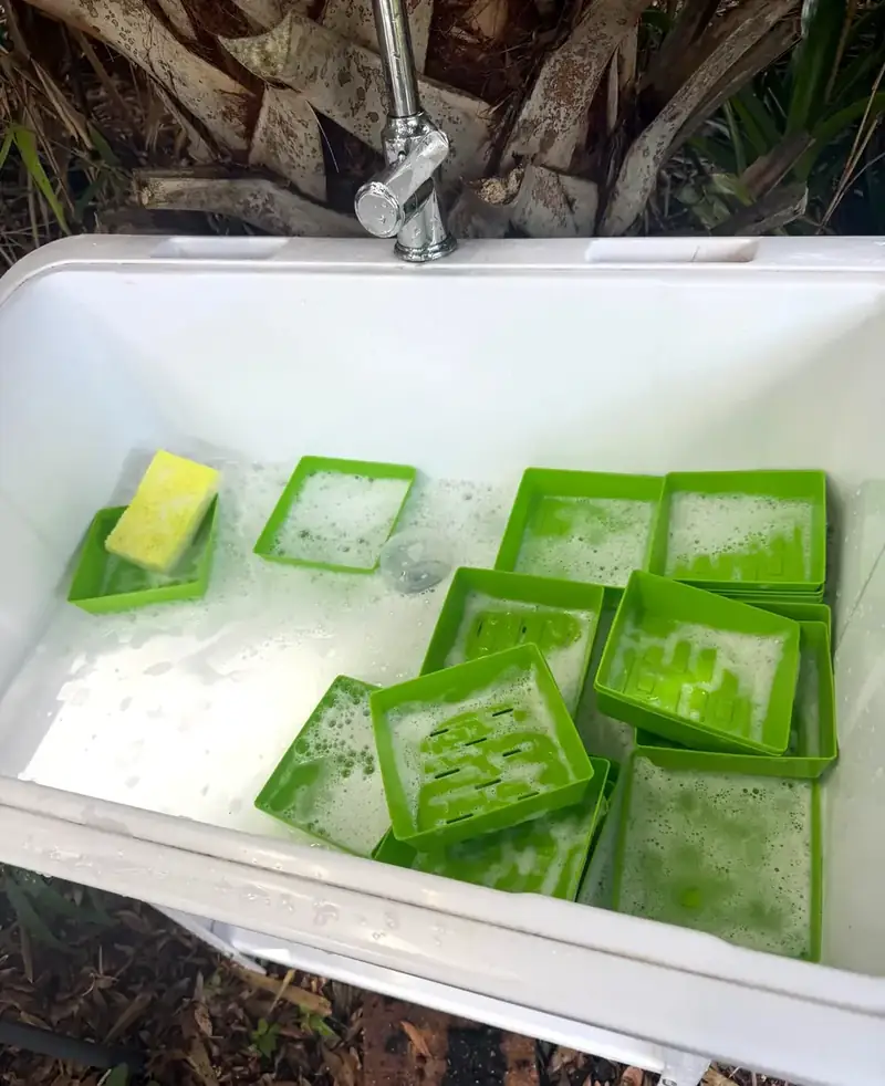 Reusable green growing trays being washed and sanitized in a farm sink before planting